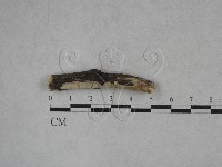 登錄號:F0025235藏品圖，第1張