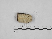 登錄號:F0025236藏品圖，第1張