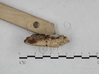 登錄號:F0025237藏品圖，第3張