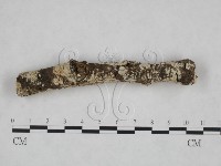 絲皮菌屬藏品圖，第1張