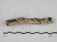 絲皮菌屬藏品圖，第3張