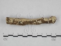 絲皮菌屬藏品圖，第4張