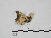 登錄號:F0025239藏品圖，第1張