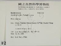 筍殼菌屬藏品圖，第2張