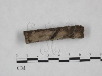 筍殼菌屬藏品圖，第1張