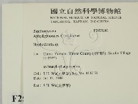 絲齒菌屬藏品圖，第2張