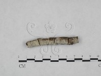 絲齒菌屬藏品圖，第1張