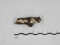 刺皮菌屬藏品圖，第1張