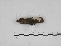 刺皮菌屬藏品圖，第3張