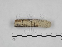 絲皮菌屬藏品圖，第1張