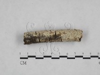 絲皮菌屬藏品圖，第3張