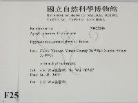 冇骨消絲齒菌藏品圖，第2張