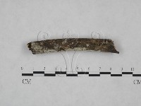 冇骨消絲齒菌藏品圖，第3張