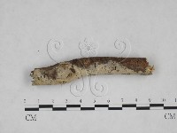 登錄號:F0025247藏品圖，第1張