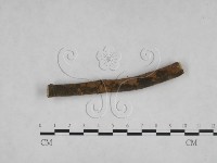 刺革菌屬藏品圖，第1張