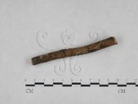 刺革菌屬藏品圖，第3張