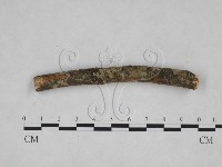 刺革菌屬藏品圖，第4張