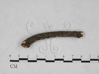 刺革菌屬藏品圖，第4張