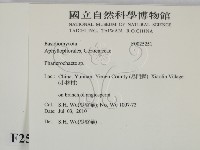 顯絲菌屬藏品圖，第2張