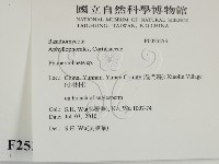 顯絲菌屬藏品圖，第2張