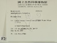 絲皮菌屬藏品圖，第2張
