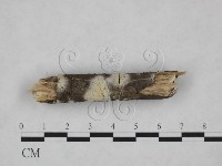 絲皮菌屬藏品圖，第3張