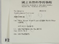 絲皮菌屬藏品圖，第2張