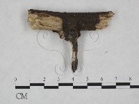 絲皮菌屬藏品圖，第3張