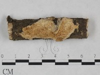 登錄號:F0025257藏品圖，第1張