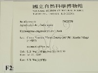 剛毛絲皮菌藏品圖，第2張