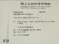 剛毛絲皮菌藏品圖，第2張