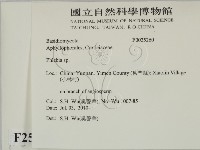 射脈菌屬藏品圖，第2張