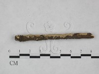 射脈菌屬藏品圖，第3張