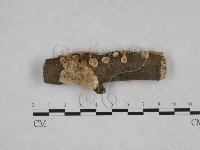 登錄號:F0025263藏品圖，第1張