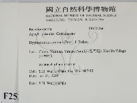 冇骨消絲齒菌藏品圖，第2張