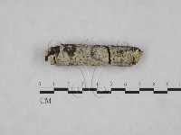 冇骨消絲齒菌藏品圖，第1張