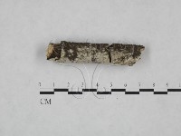 冇骨消絲齒菌藏品圖，第3張