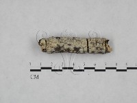 冇骨消絲齒菌藏品圖，第4張