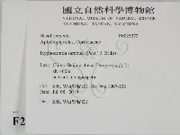 冇骨消絲齒菌藏品圖，第2張