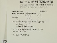 耙菌屬藏品圖，第2張