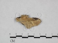 登錄號:F0025274藏品圖，第1張