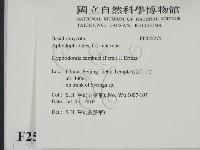 冇骨消絲齒菌藏品圖，第2張