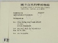 多年臥孔菌屬藏品圖，第2張