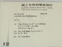 耙菌屬藏品圖，第2張
