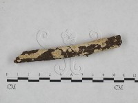 耙菌屬藏品圖，第3張