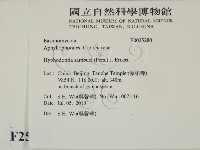 冇骨消絲齒菌藏品圖，第2張