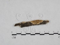 耙菌屬藏品圖，第1張