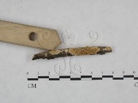 耙菌屬藏品圖，第3張