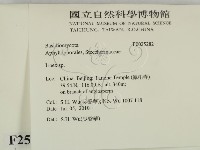 耙菌屬藏品圖，第2張