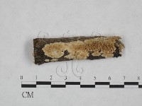 耙菌屬藏品圖，第1張